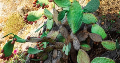 Feigenkaktus, Opuntia ficus-indica. Foto: Udo Weier,2021